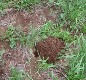 Mounds